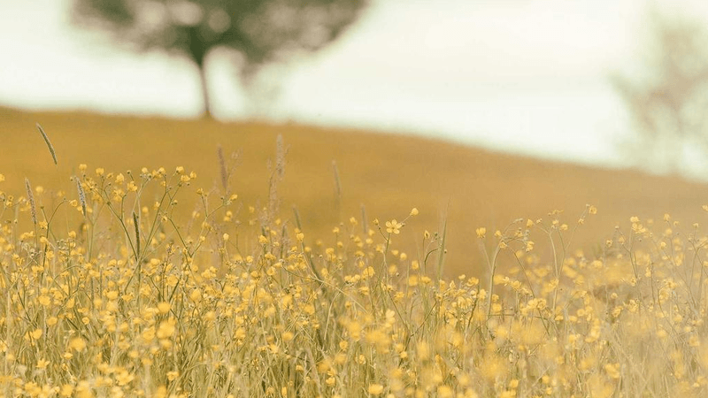 Bookshelf - professional stock photography
