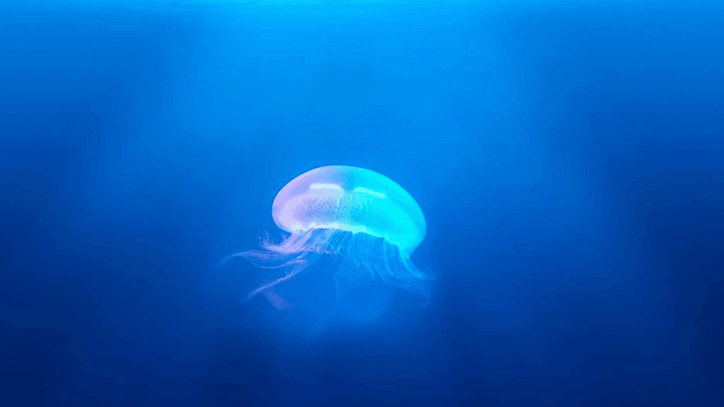 Cushion - professional stock photography