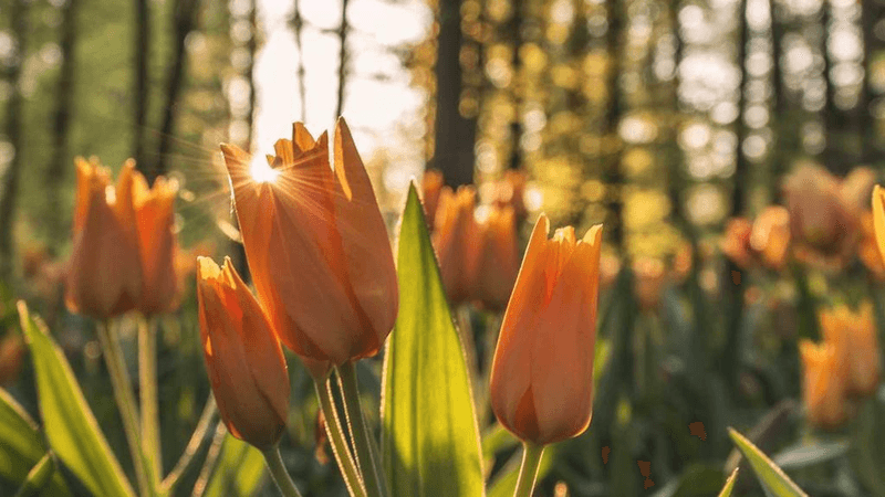 Mirror - professional stock photography