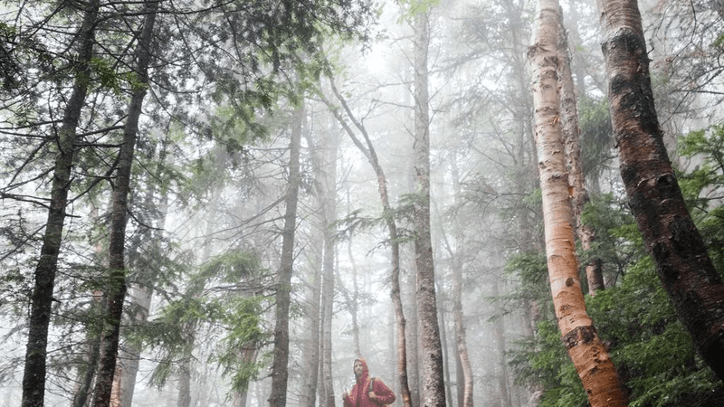 Plants - professional stock photography