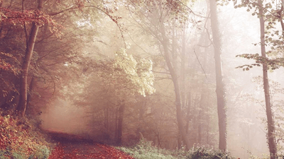 Plants - professional stock photography