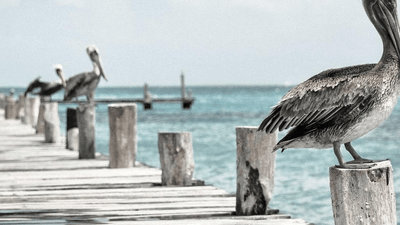 Shelf - professional stock photography