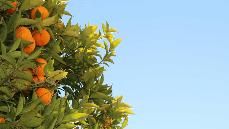 Table - professional stock photography